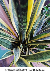 Tropical Plant Known As Snake Plant And Mother In Law's Tounge Popular As Indoor Plant. High Angle View. 