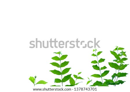 Similar – cress forest Cress Grass