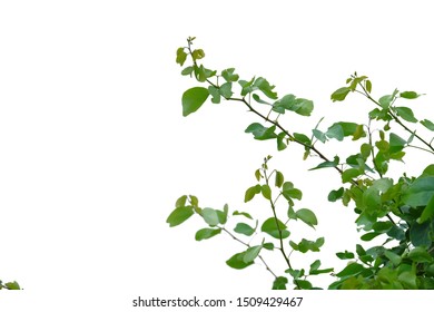 Tropical plant leaves with branches on white isolated background for green foliage backdrop  - Shutterstock ID 1509429467