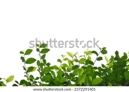 Similar – cress forest Cress Grass