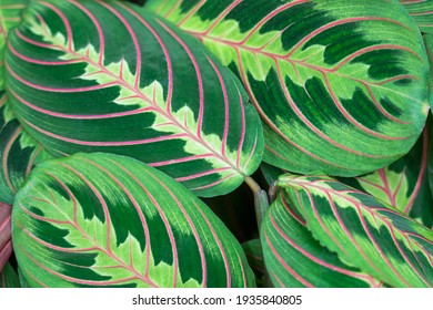 Tropical Plant Leaves Close Up As Background