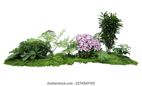 Tropical plant orchid flower bush shrub tree isolated on white background with clipping path	
