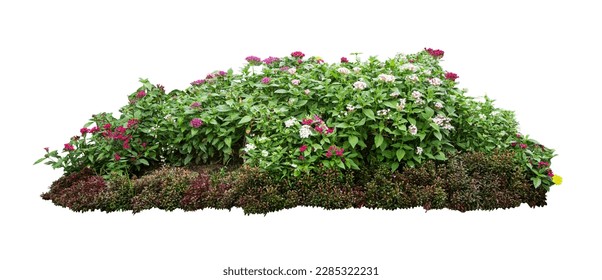 Tropical plant orchid flower bush shrub tree isolated on white background with clipping path	
 - Shutterstock ID 2285322231