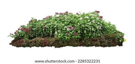 Tropical plant orchid flower bush shrub tree isolated on white background with clipping path	
