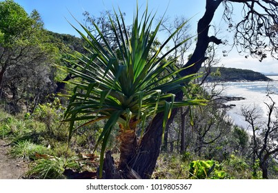 Tropical Plant Pandanus At Noosa National Park, Queensland Australia