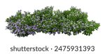 Tropical plant purple flower fence bush green shrub tree isolated on white background with clipping path.