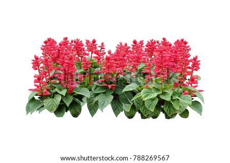 tropical plant red Flowers bush tree isolated on white background with clipping paths