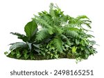 Tropical plant stone rock fern moss monstera jungle bush tree isolated on white background with clipping path.