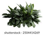 Tropical plant stone rock fern moss monstera jungle bush tree isolated on white background with clipping path.