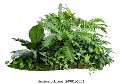 Tropical plant stone rock fern moss monstera jungle bush tree isolated on white background with clipping path.