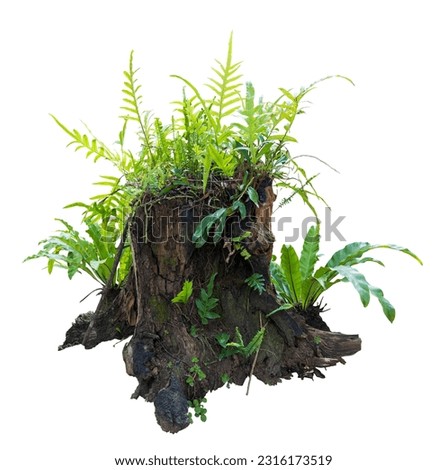 Tropical plant stump fern bush tree isolated on white background with clipping path.