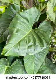 Tropical Plant Taken At Tortola, BVI