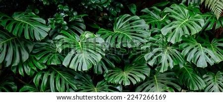 Tropical plant wall background with monstera leaves. Lush green foliage, banner. Large monstera deliciosa growing wild in tropical climate