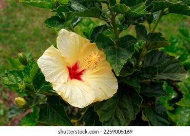 63 imagens de Cayena flor Imagens, fotos stock e vetores | Shutterstock