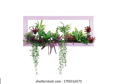 Tropical Plants Bush Decor (hanging Dischidia, Bromeliad, Dracaena, Begonia, Bird’s Nest Fern) Indoor Garden Nature Backdrop, Vertical Garden Wall Planter Pink Wood Frame On White With Clipping Path.