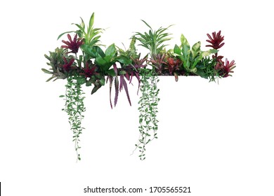 Tropical Plants Bush Decor (hanging Dischidia, Bromeliad, Dracaena, Begonia, Bird’s Nest Fern) Indoor Garden Houseplant Nature Backdrop, Vertical Garden Wall Planter Isolated On White, Clipping Path.