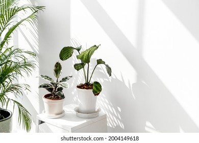 Tropical plants by a white wall with window shadow - Shutterstock ID 2004149618