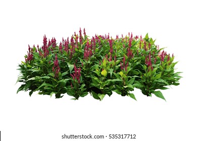 Tropical Plants Flower Bush Tree Pink Color Isolated White Background
