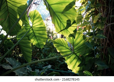 Tropical plants in a greenhouse, botanical garden, jungle. Lots of vegetation, lianas, leaves with contrasting shadows in sunlight. Alocasia zebrina, Colocasia, Elephant ear ornamental plant. Nature. - Powered by Shutterstock