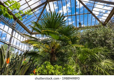 Tropical plants of the greenhouse in Pankow Botanical Volkspark Blankenfelde, Berlin, Germany  - Powered by Shutterstock