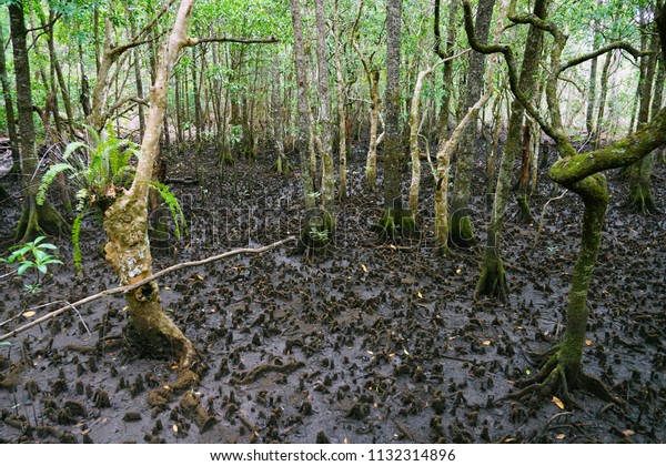 Tropical Plants Mangrove Daintree Rainforest Wet Stock Photo Edit Now