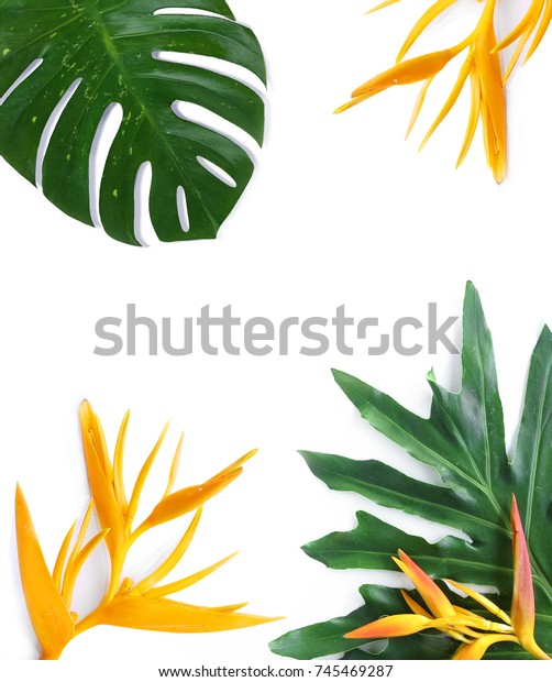 Download Tropical Plants Mockup On White Background Stock Photo ...