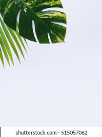 tropical plants on white background - Shutterstock ID 515057062