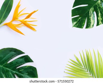 Tropical Plants On White Background