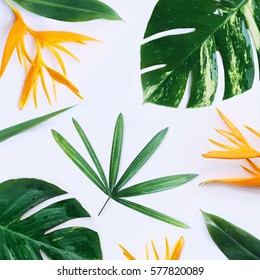 Tropical Plants On White Background