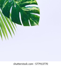 Tropical Plants On White Background