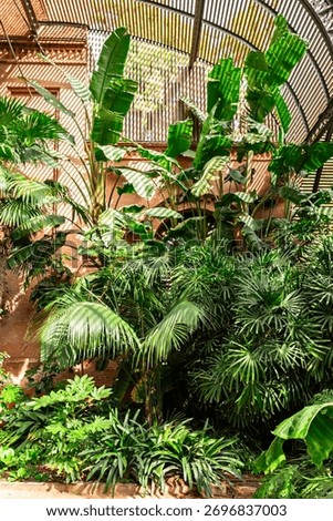 Tropical plants with shadow patterns in botanical greenhouse