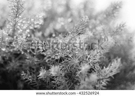 Similar – Thuja Natur Winter Pflanze