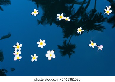 Tropical plumeria white flowers on a blue water background. Top view, flat lay. - Powered by Shutterstock