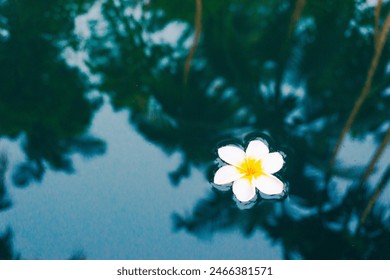 Tropical plumeria white flowers on a blue water background. Top view, flat lay. - Powered by Shutterstock