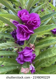 Tropical Purple Flowersbalsam Plantschonburi Thailand Stock Photo Tropical Purple Flowersbalsam Plantschonburi Thailand Stock Photo
