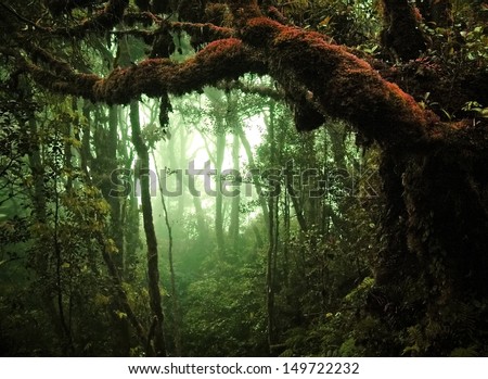 tropical rain forest