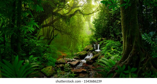 Tropical Rain Forest In Asia