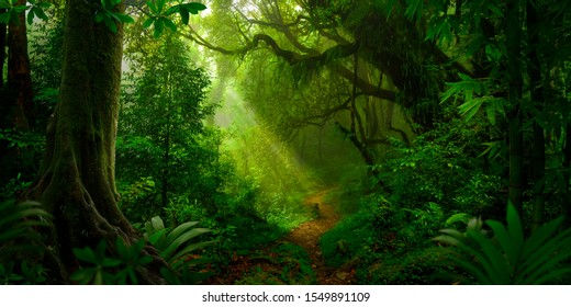 Tropical rain forest in Asia - Shutterstock ID 1549891109