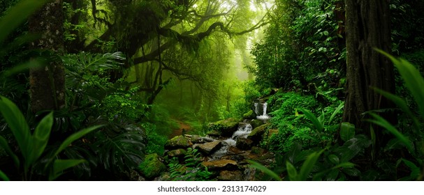 Tropical rain forest in Asia - Shutterstock ID 2313174029