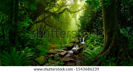 Tropical rain forest in Asia