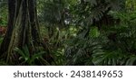Tropical rain forest with big tree