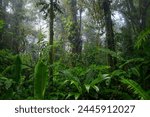 Tropical rain forest with big trees