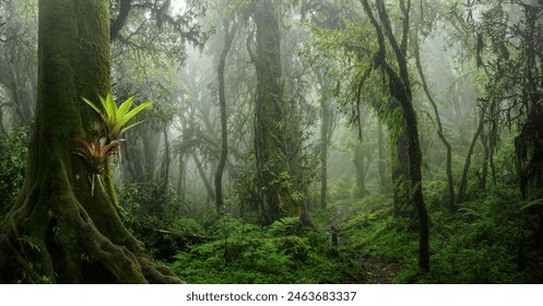 Tropical rain forest with big trees