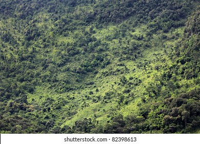Tropical rain forest ,Bird eye view