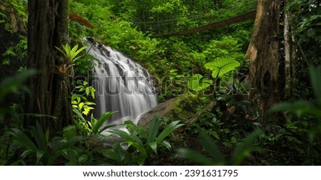 Tropical rain forest with cascade