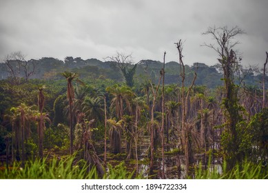 Tropical Rain Forest In Central Africa