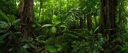 Tropical Rain Forest In Central America