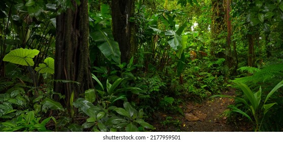 Tropical Rain Forest In Central America