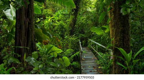 Tropical Rain Forest In Central America