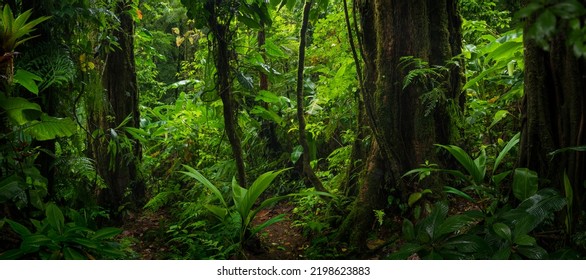 Tropical Rain Forest Central America Stock Photo 2198623883 | Shutterstock